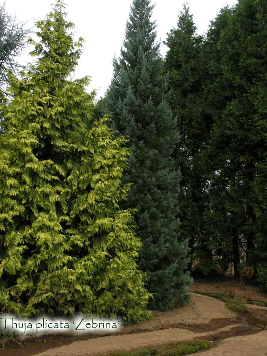 Thuja plicata 'Zebrina'