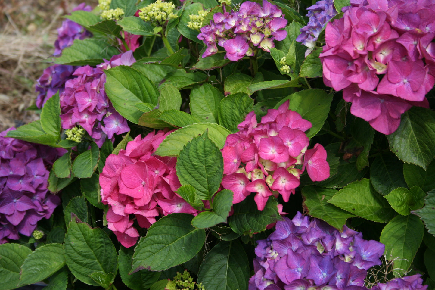 Hydrangea m. 'Ticino'