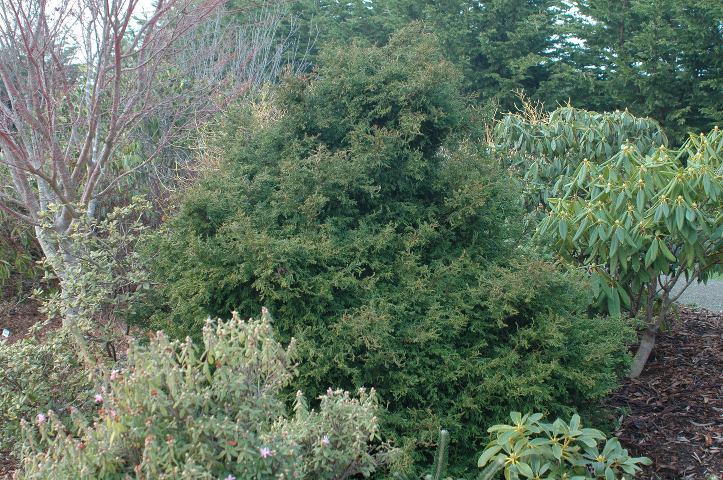 Chamaecyparis obtusa 'Torulosa'