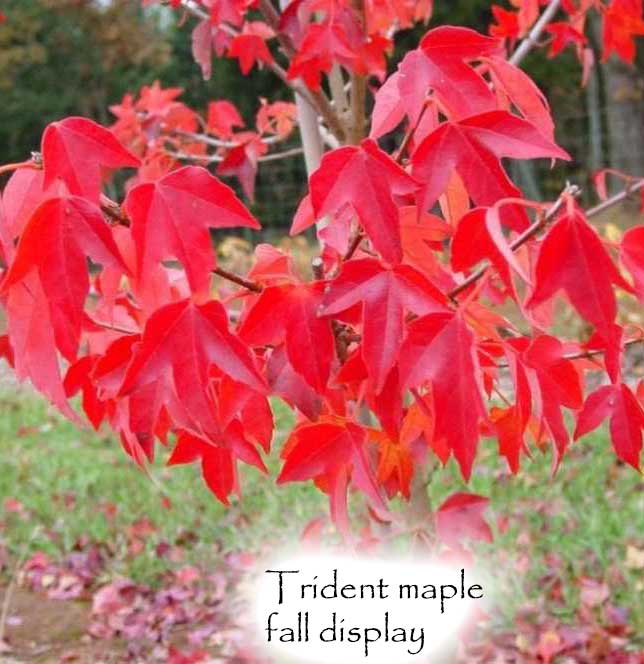 Acer buergerianum - Trident Maple