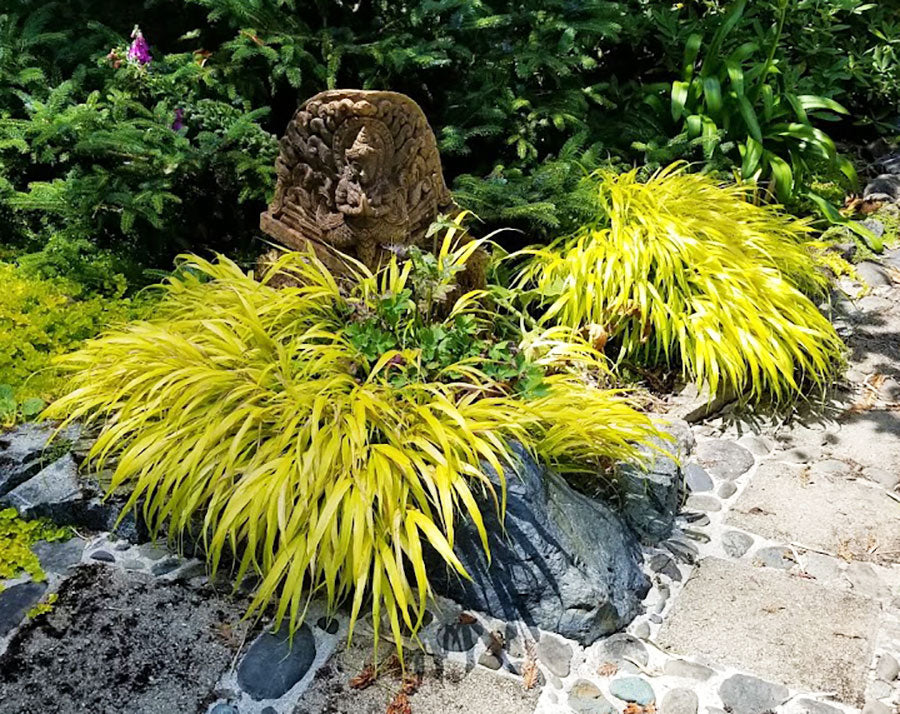All Gold Japanese Forest Grass