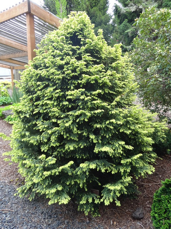 Tsuga canadensis 'Betty Rose'