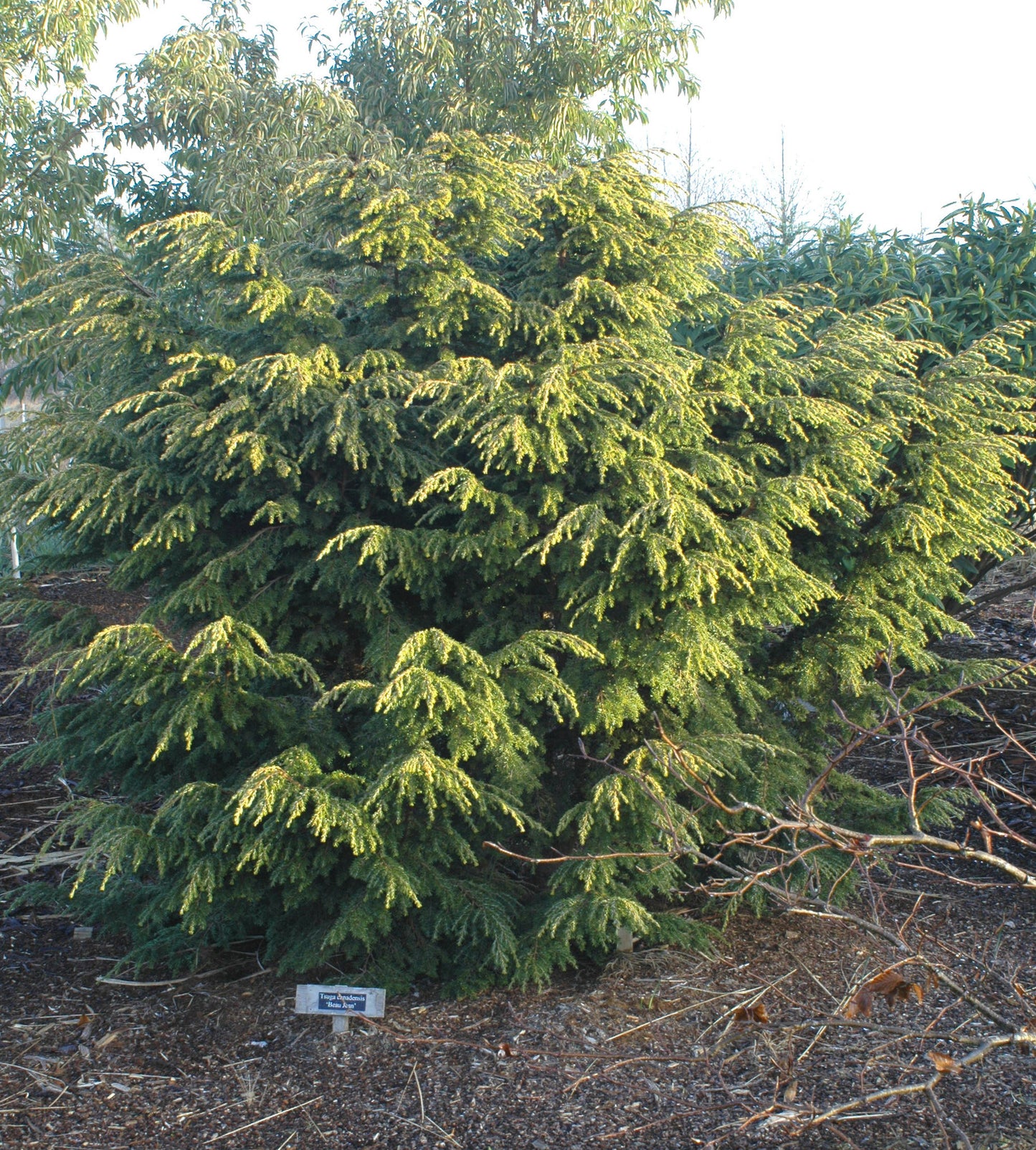 Tsuga canadensis Beaujean