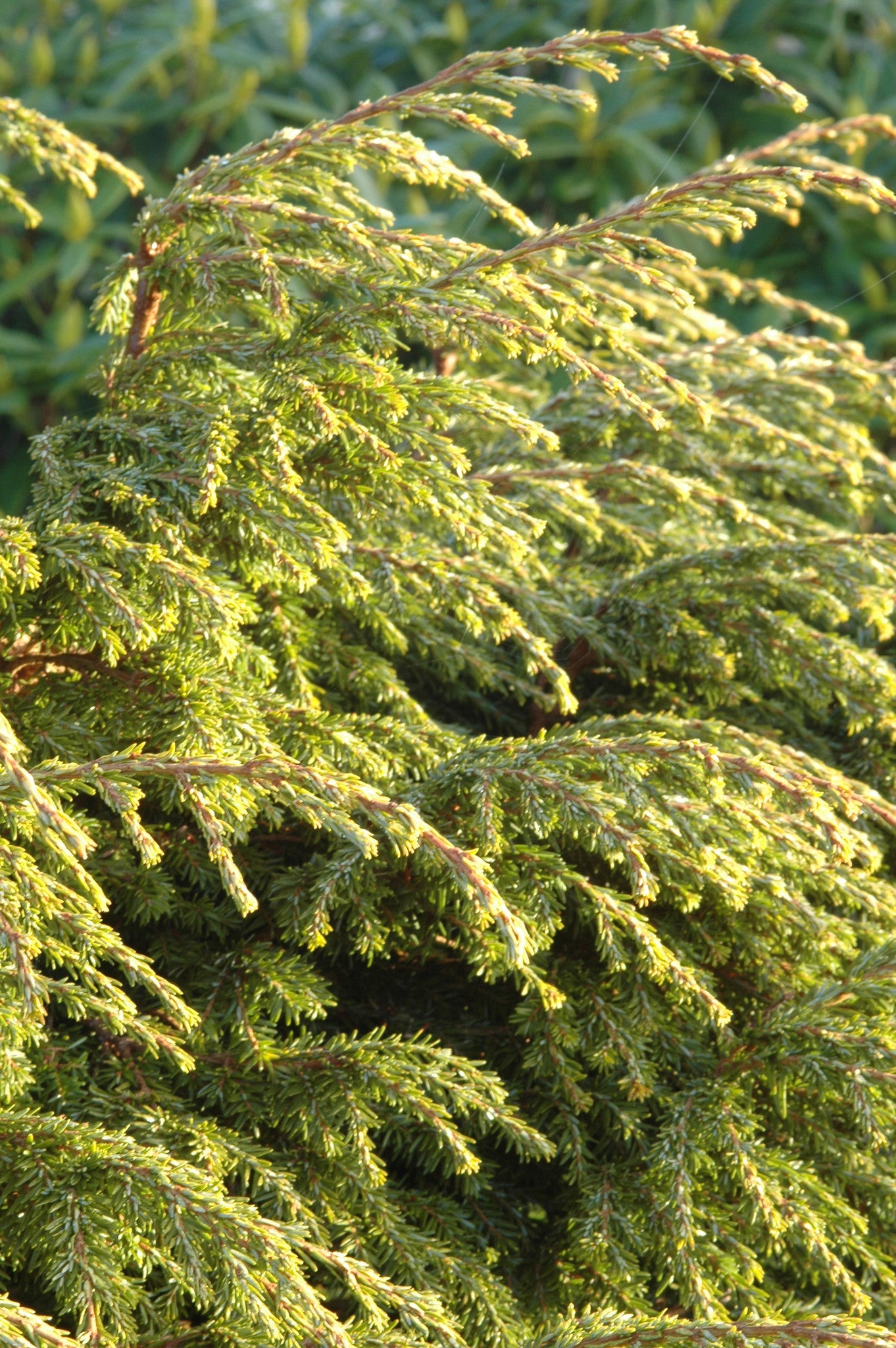 Tsuga canadensis Beaujean