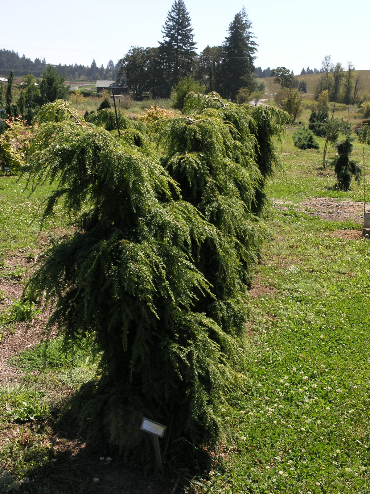 Tsuga canadensis 'Pendula'