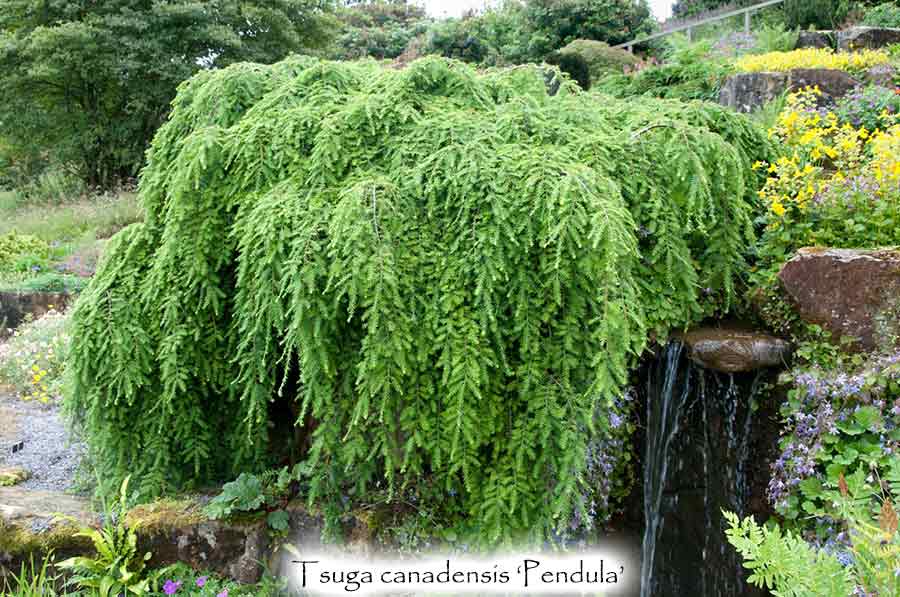 Tsuga canadensis 'Pendula'