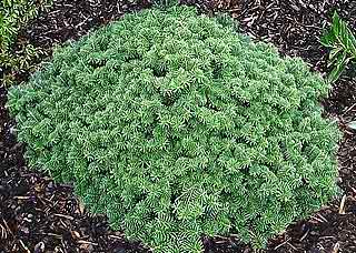 Abies koreana 'Tundra'