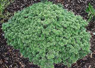 Abies koreana 'Tundra'