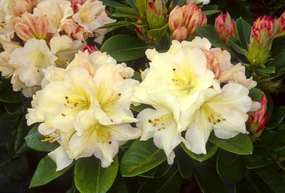 R Unique Singing Tree Gardens Nursery r-unique-singing-tree-gardens-nursery