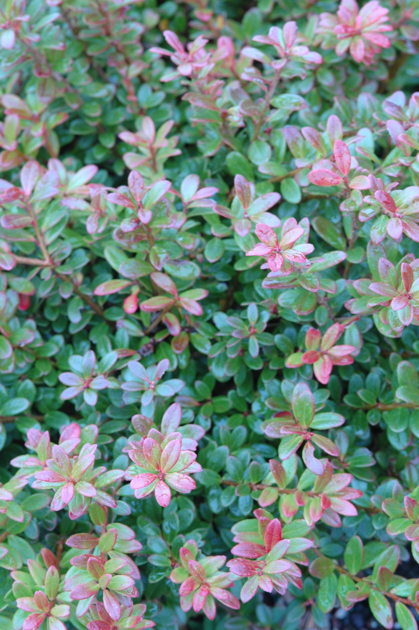 Himalayan Blueberry - Vaccinium moupinence