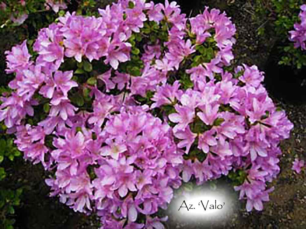 Az. 'Valo'