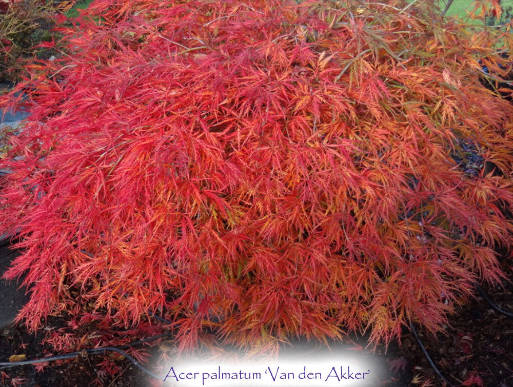 Acer palmatum 'Van den Akker'
