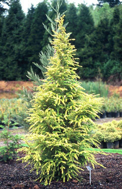 Vermeulen Wintergold