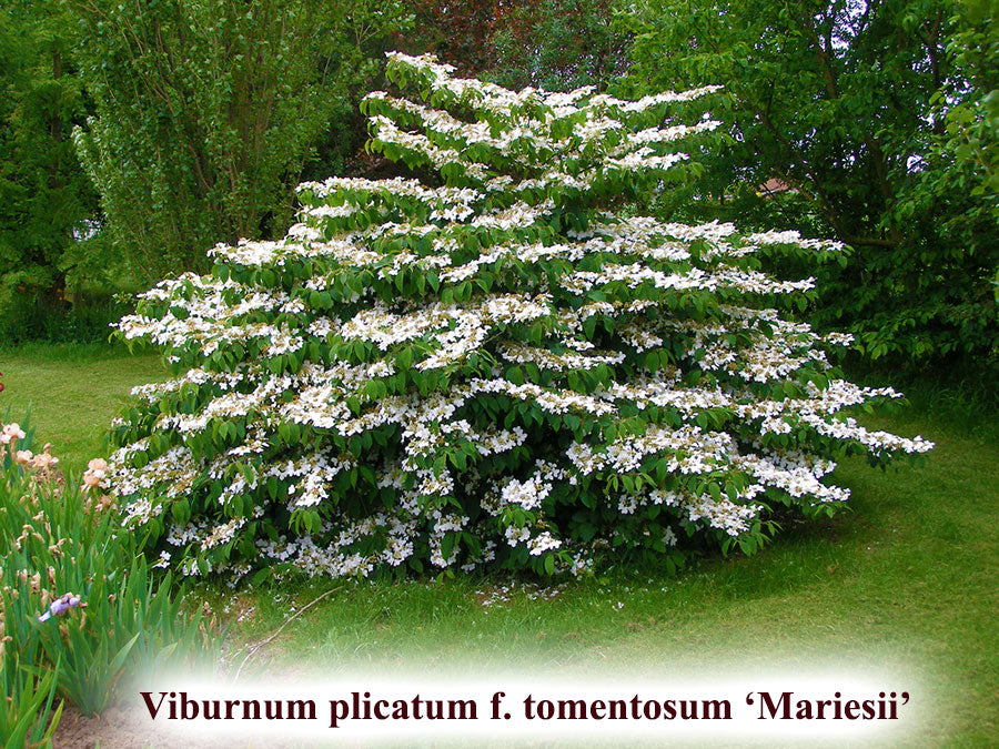 Viburnum plicatum f. tomentosum 'Mariesii'