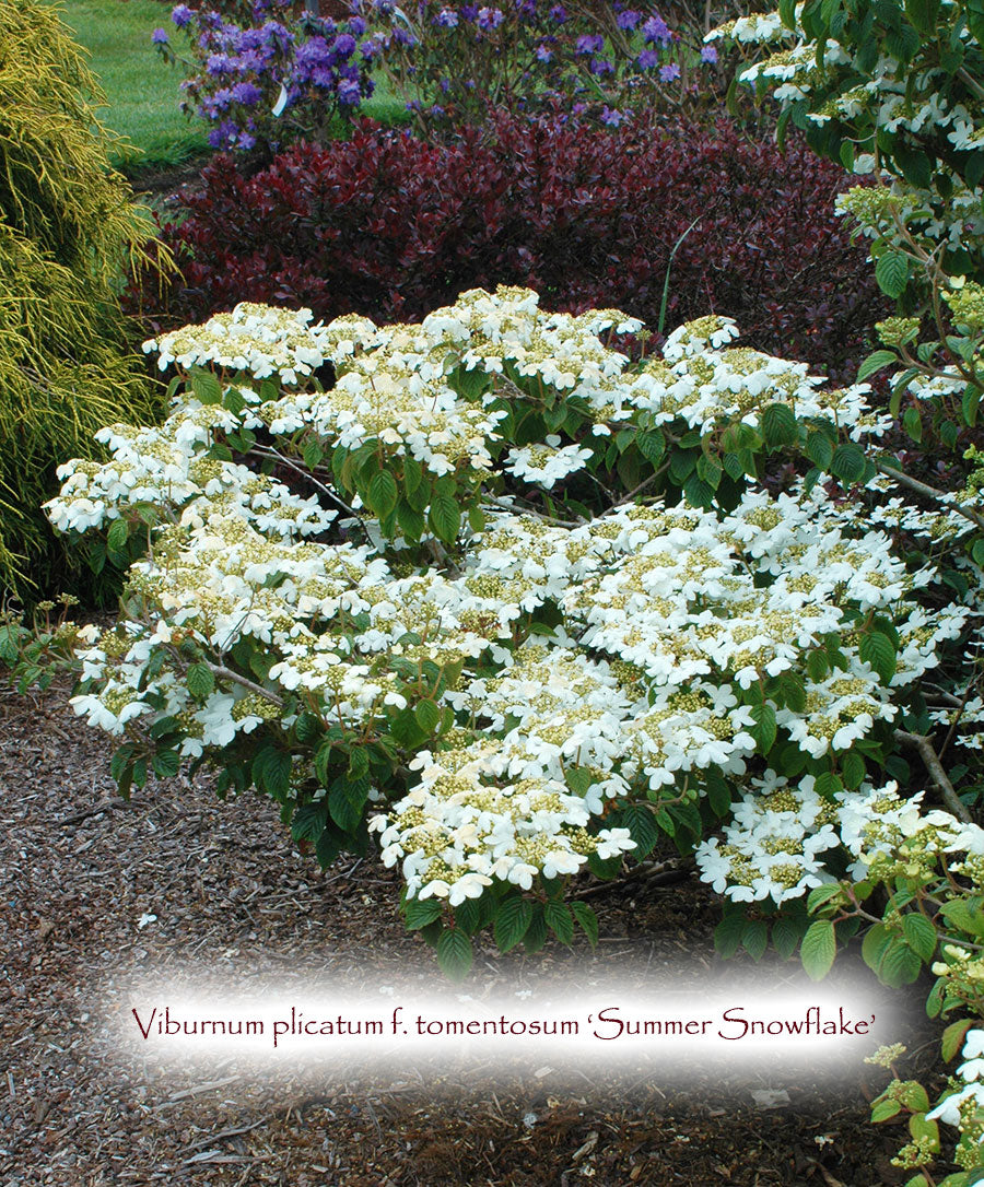 Viburnum plicatum f. tomentosum 'Summer Snowflake'