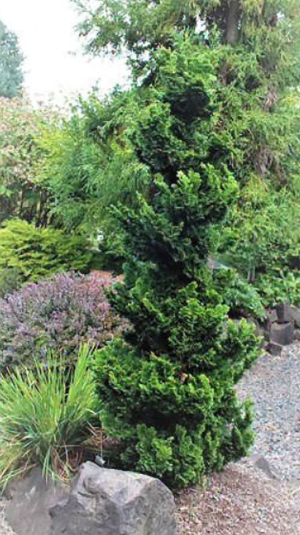 Chamaecyparis obtusa 'Vokel's Upright'