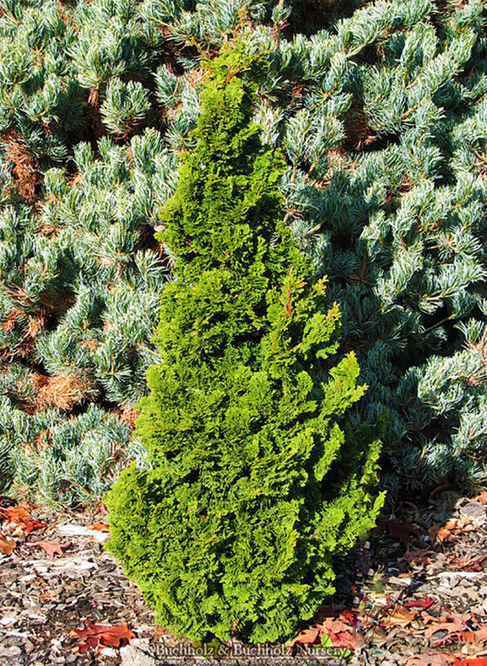 Chamaecyparis obtusa 'Vokel's Upright'