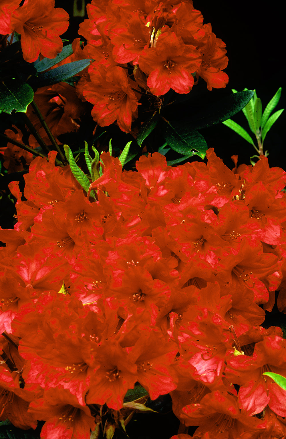 R. 'Vulcan's Flame'