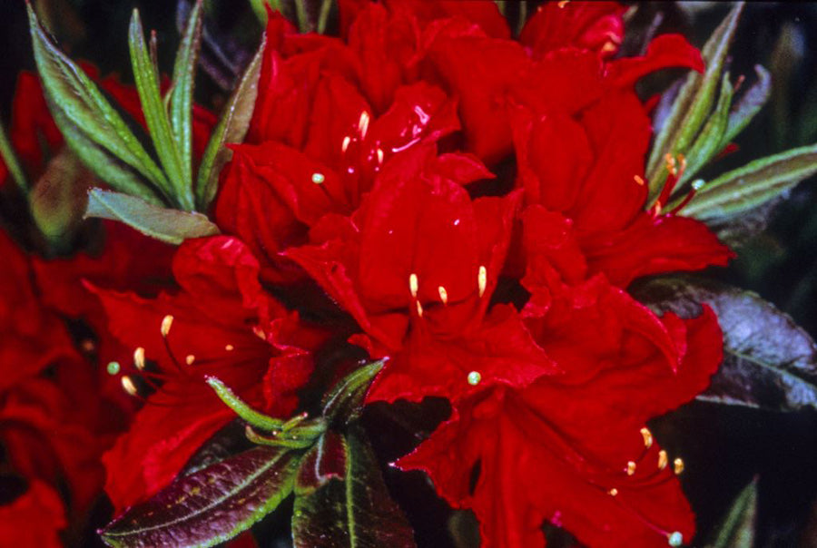 Wallowa Red