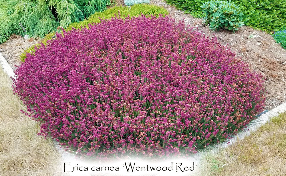 Erica carnea 'Wentwood Red'