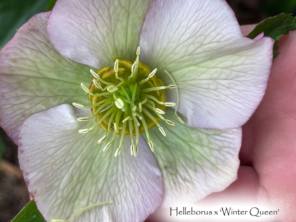 Helleborus 'Winter Queen Strain'