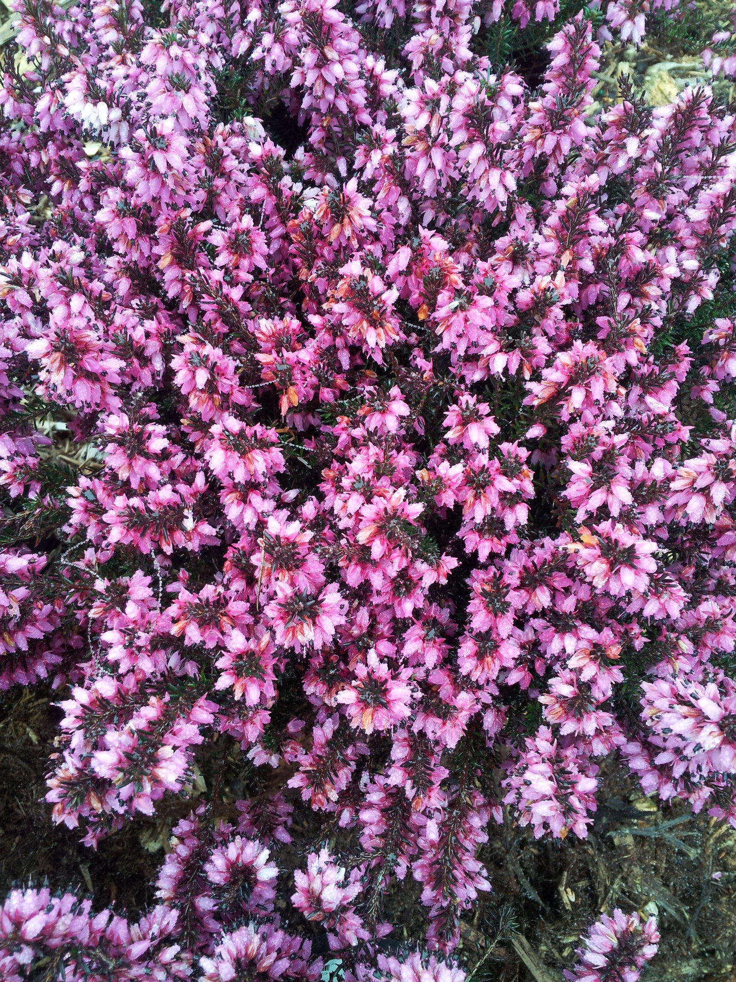 Erica carnea 'Wintersonne'