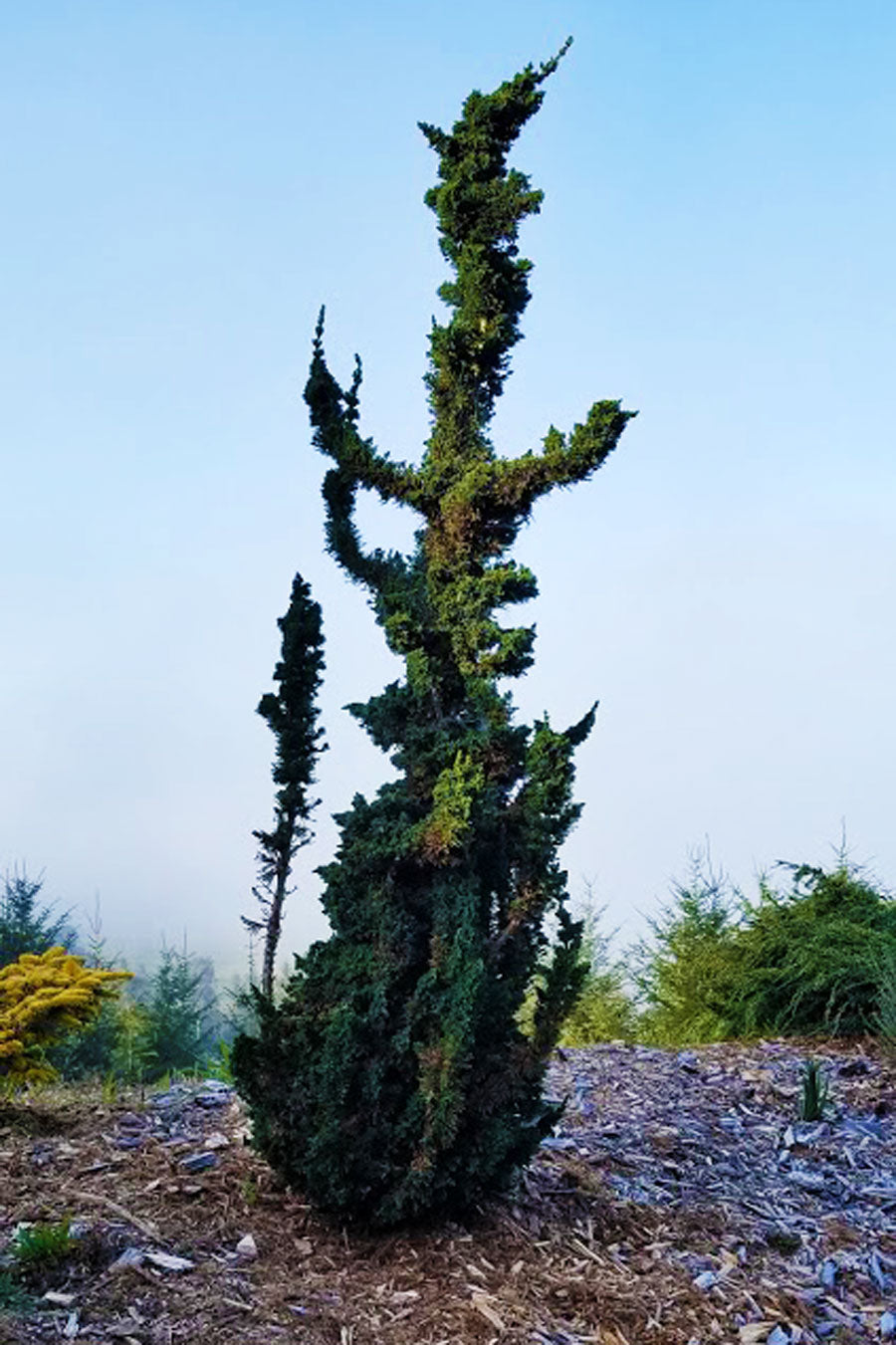 Wissel's Saguaro