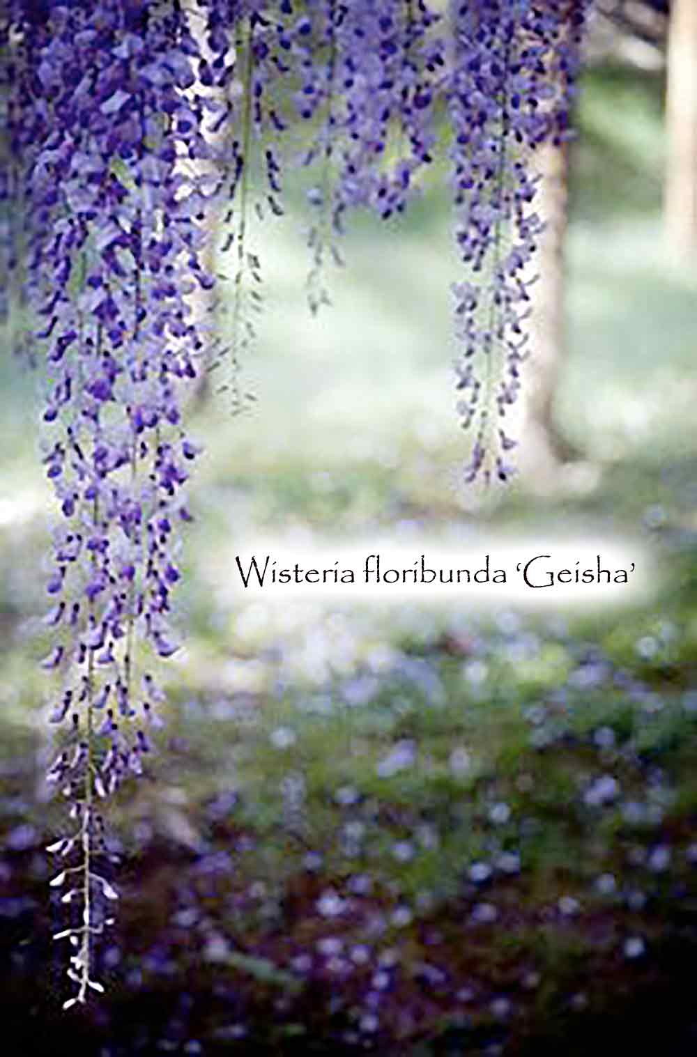 Wisteria floribunda 'Geisha' (Japanese Wisteria)