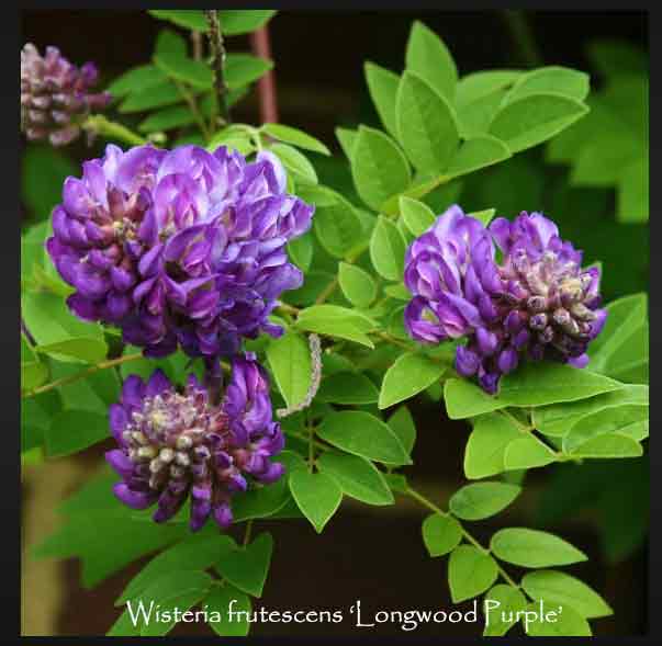 Wisteria frutescens 'Longwood Purple'