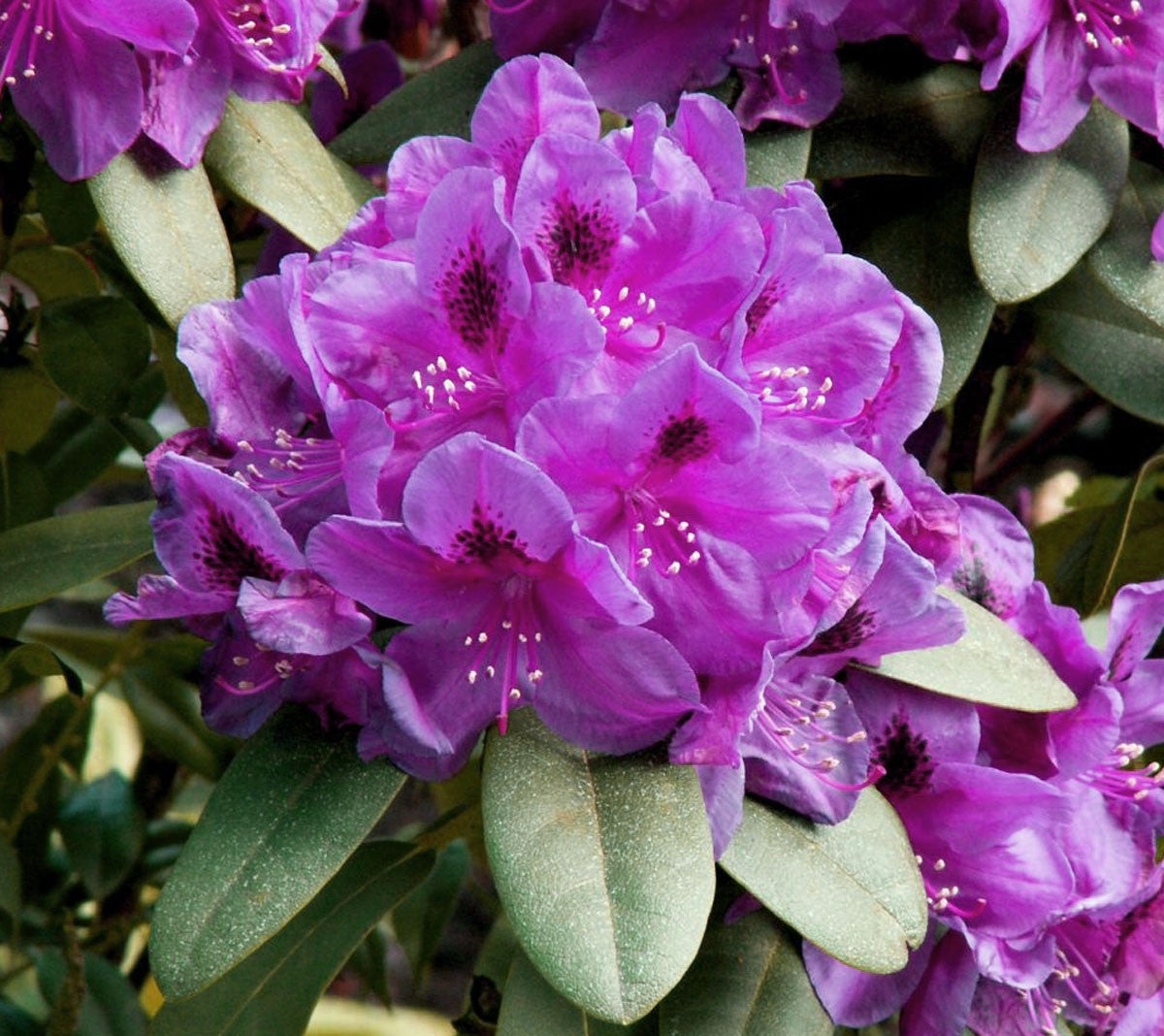 Wojners Purple