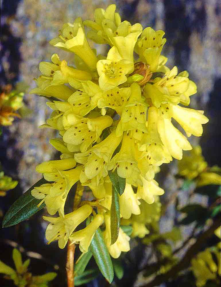 R. 'Yellow Hammer'