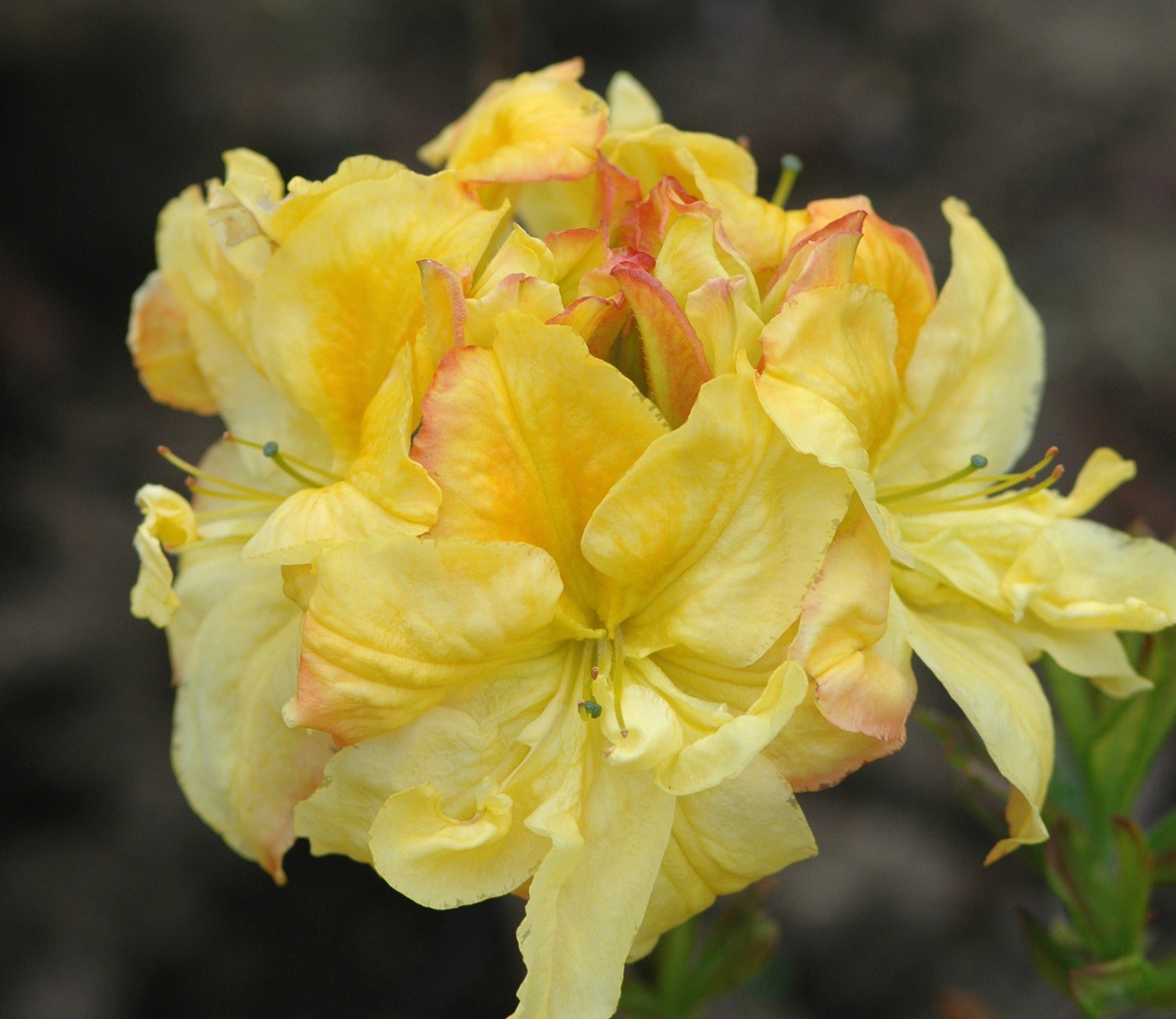 Yellow Cloud Singing Tree Gardens Nursery 