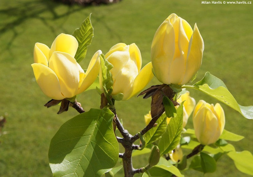 Yellow Bird