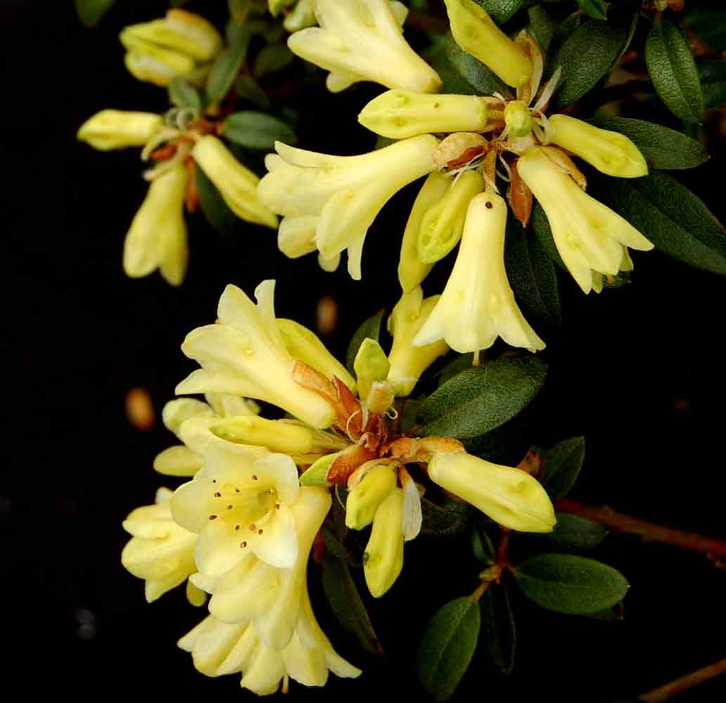 R. 'Yellow Hammer'