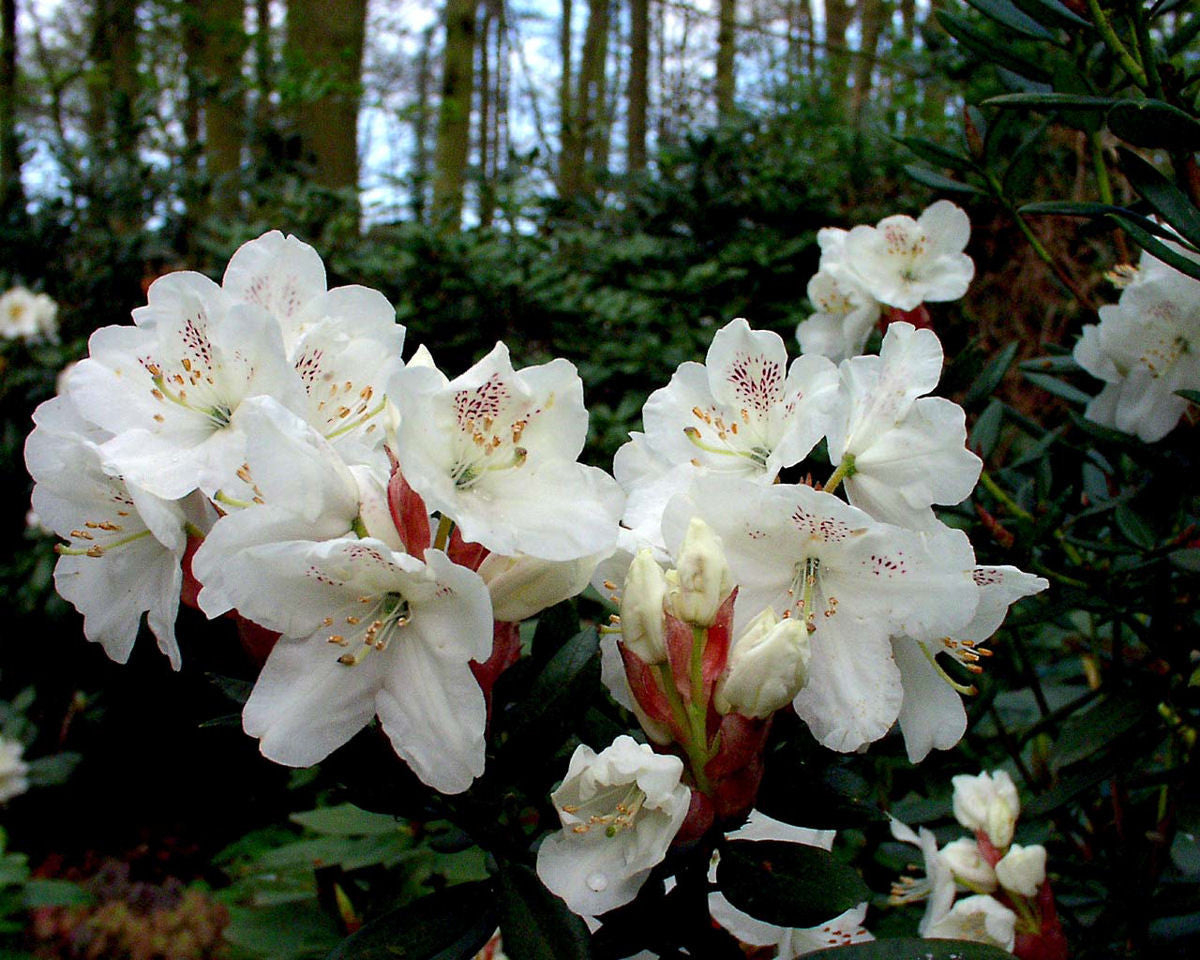 R. aberconwayii