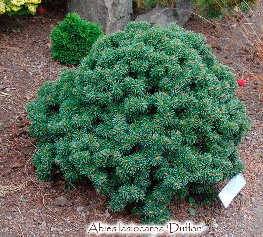 Abies lasiocarpa 'DuFlon'