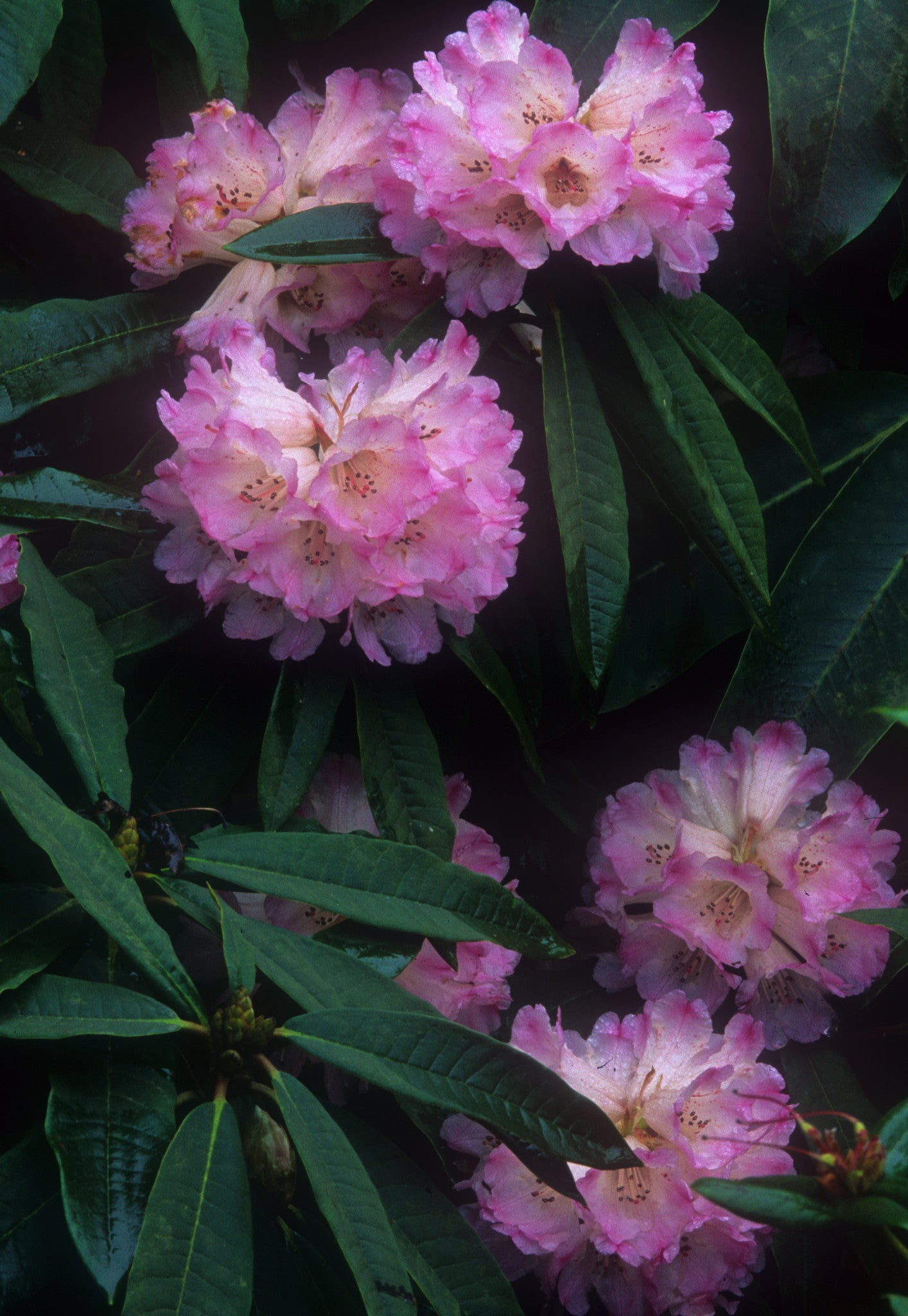 R. arboreum 'Leonardslee'