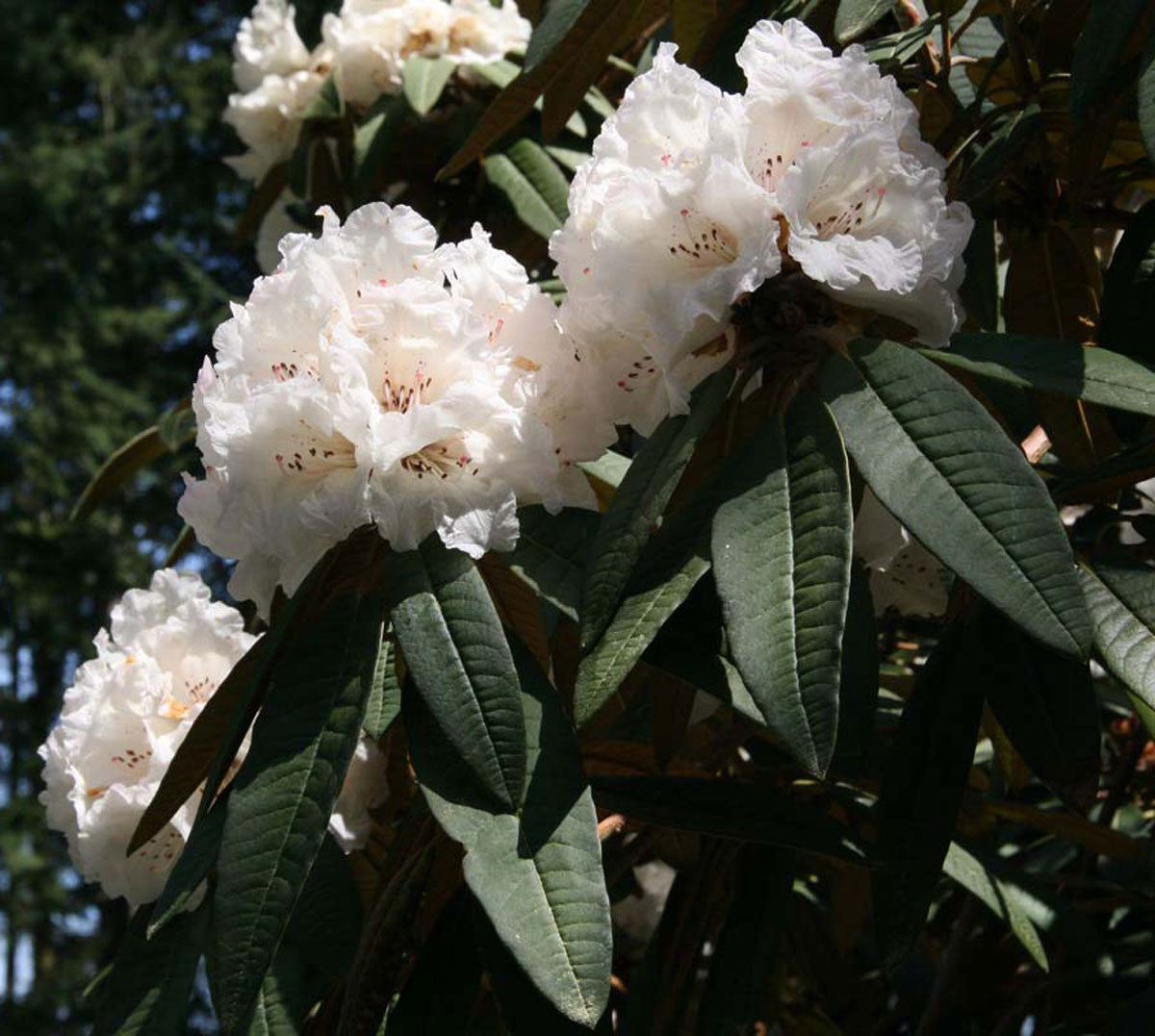 Rhododendron widjajae Argent & Mambrasar, spec.nov. A. Branch