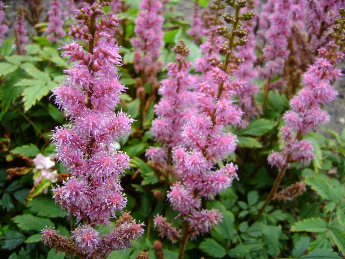 Astilbe chinensis 'Pumila'