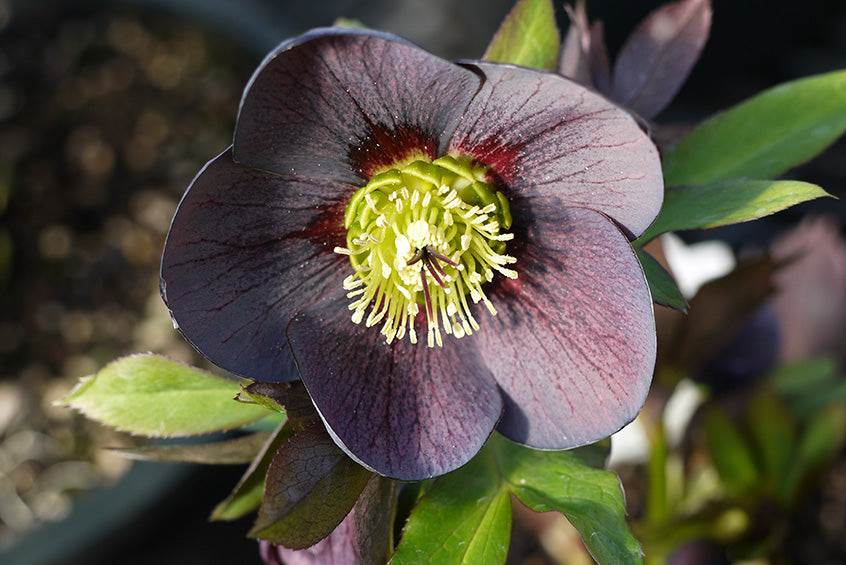Helleborus x 'Blue Diamond'