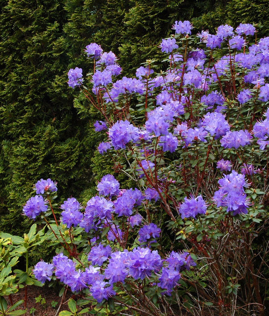 Bob's Blue