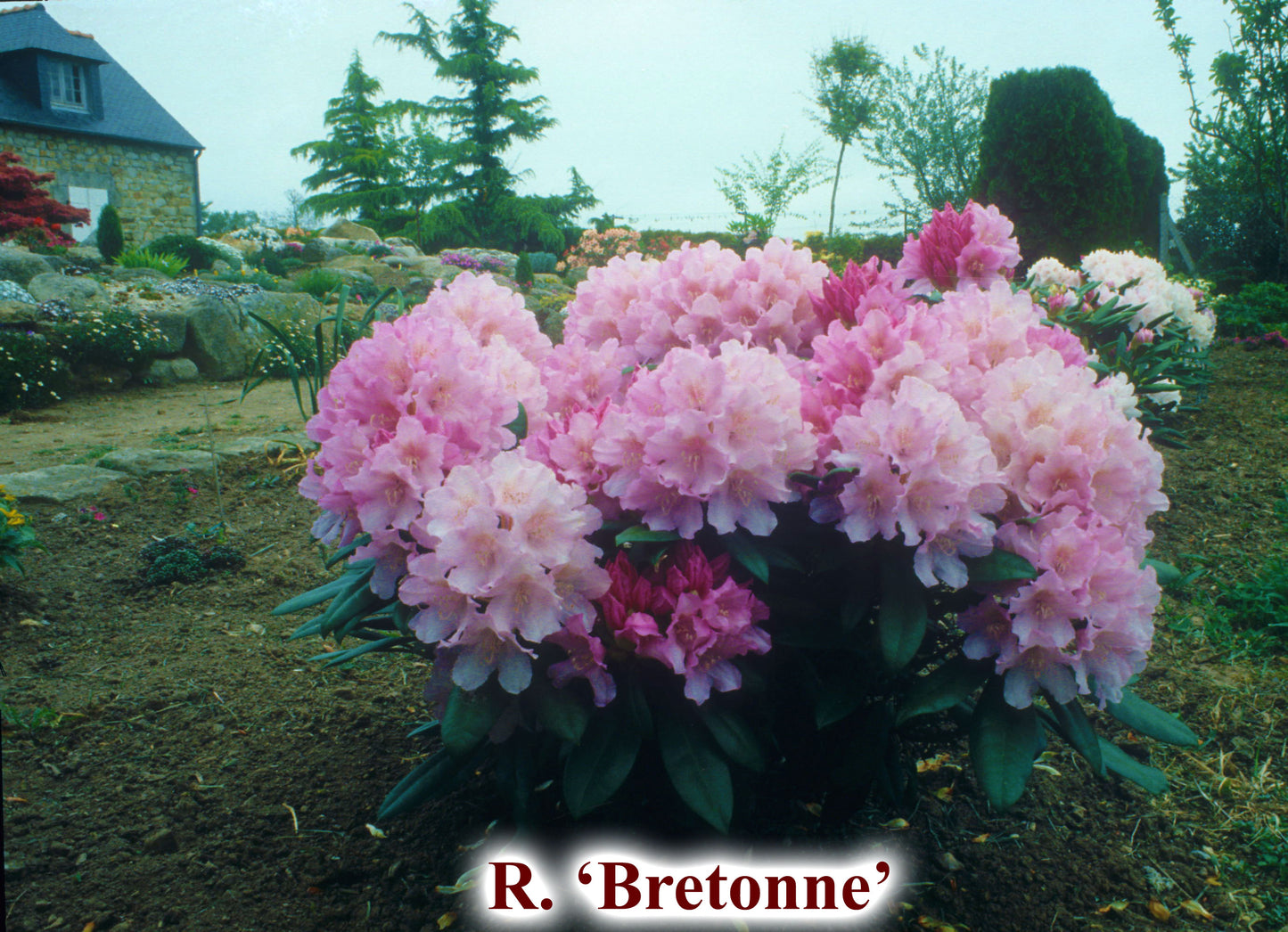 Bretonne