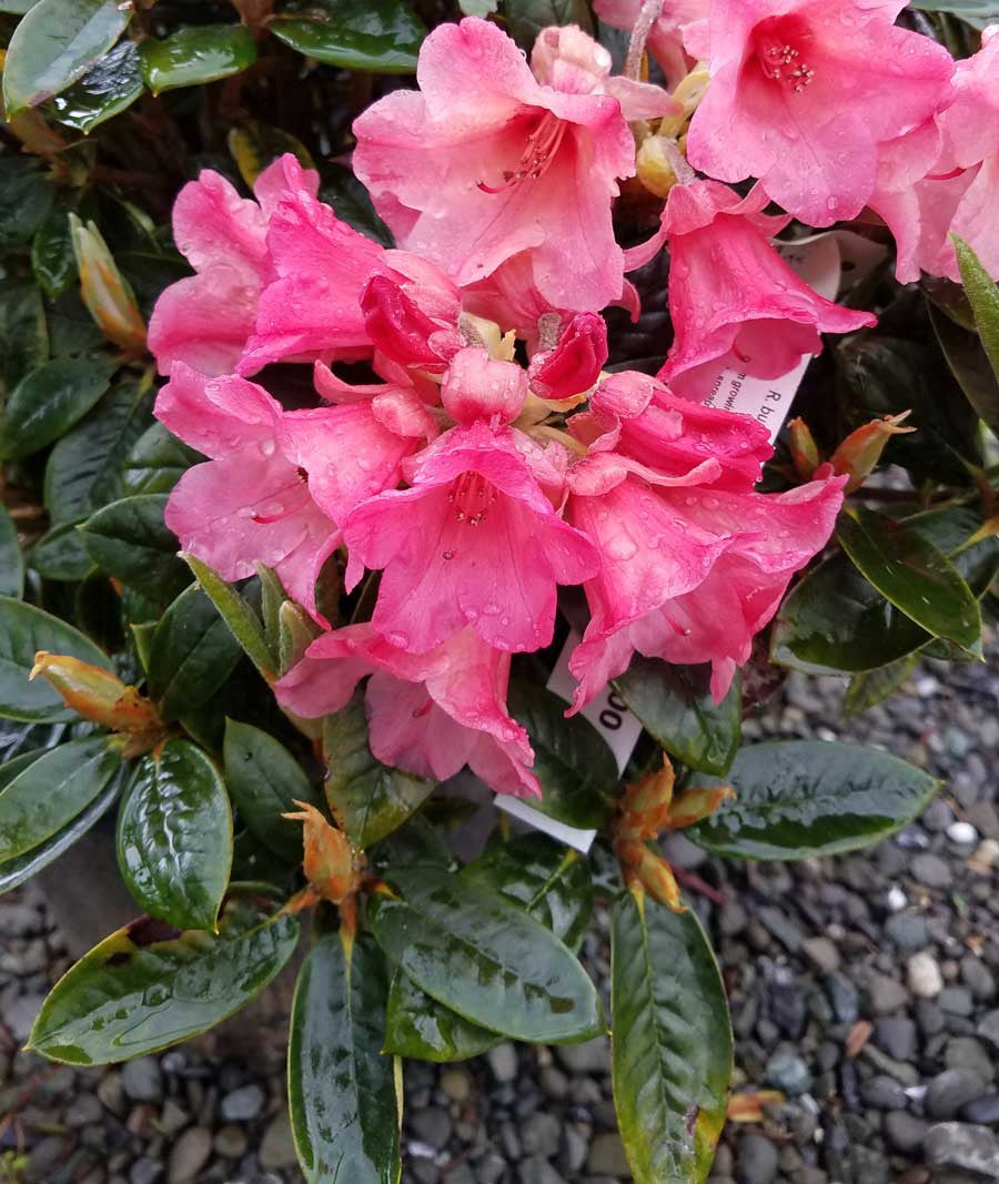 R. bureavii x R. 'Barbara Adler'