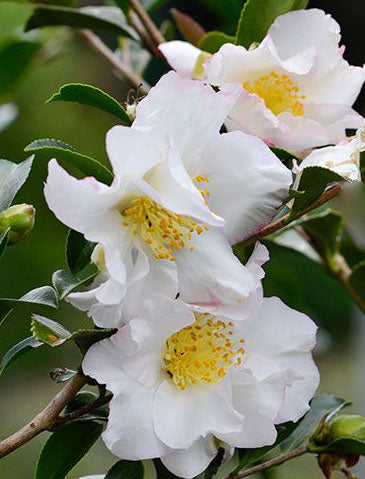 Camellia sasanqua 'Setsugekka'