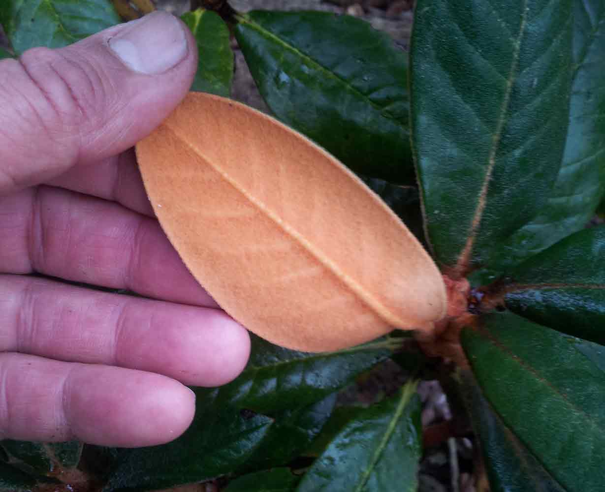R. arboreum ssp. cinnamomeum