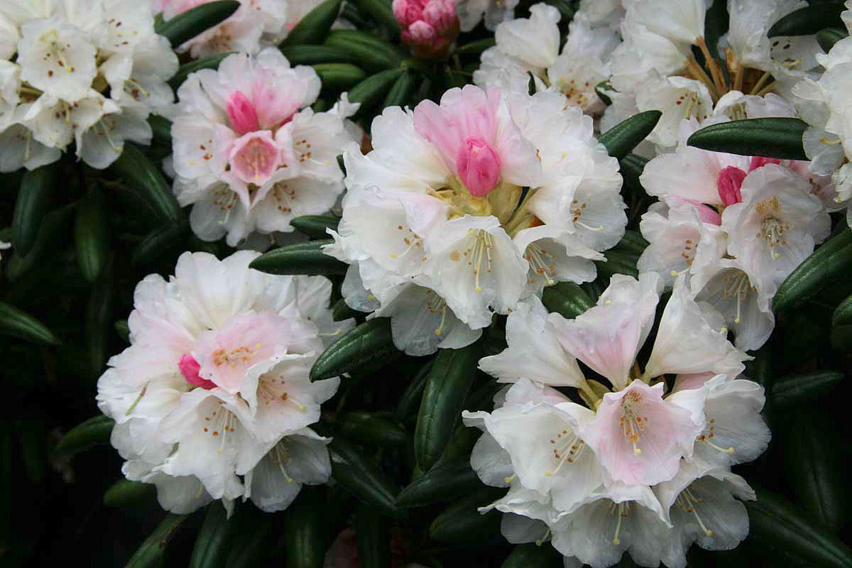 R. degronianum ssp. yakushimanum FCC