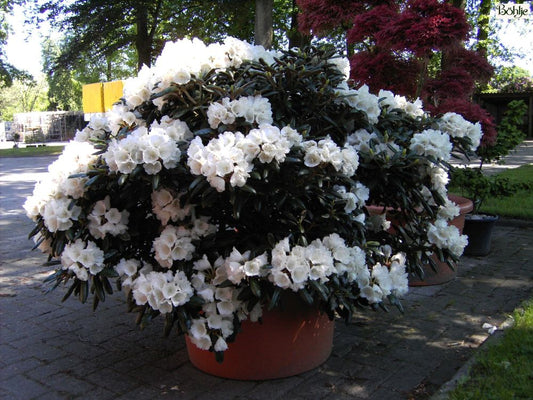R. degronianum ssp. yakushimanum 'Exbury form'