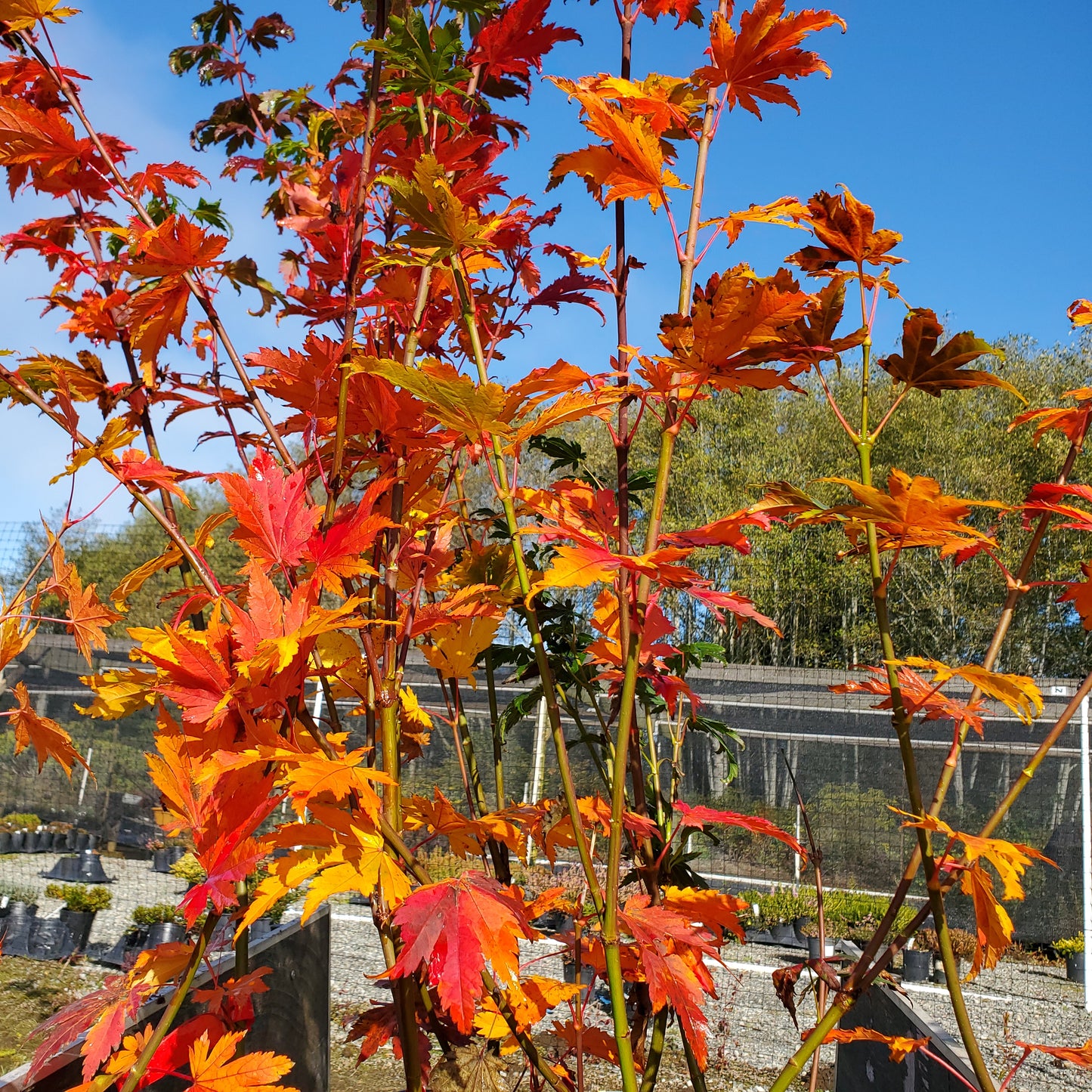 Emmit's Pumpkin Fall Color