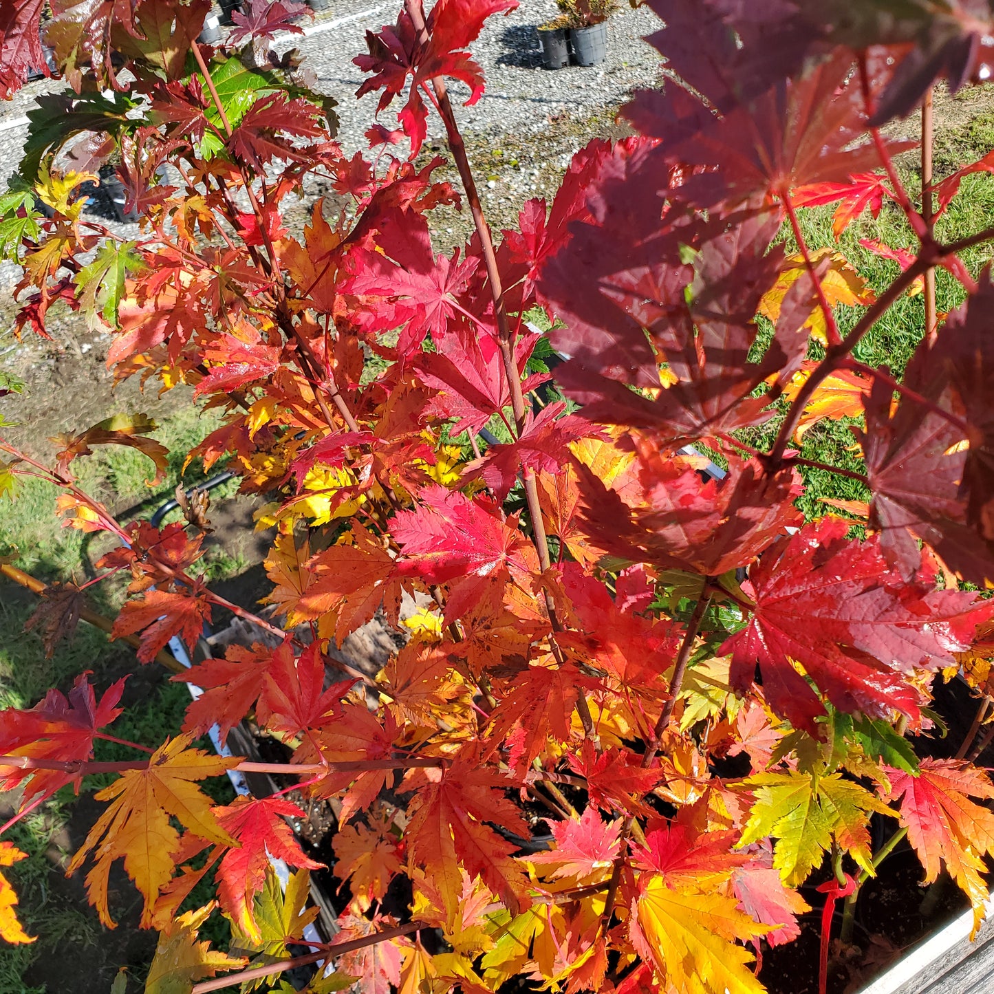 Acer japonicum Emmitt's Pumpkin