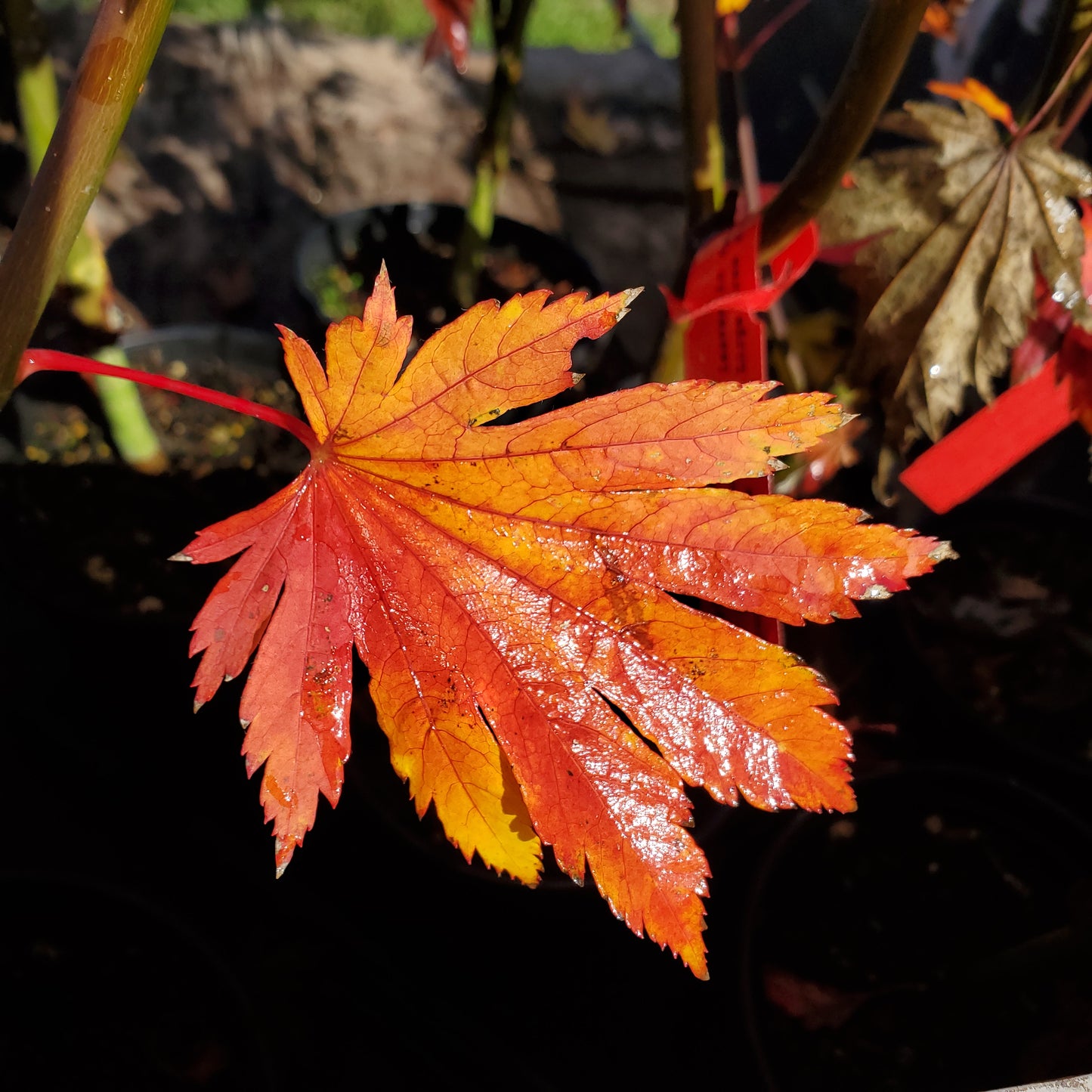 The best trees for fall color. Emmit's Pumpkin